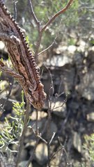 Bradypodion gutturale