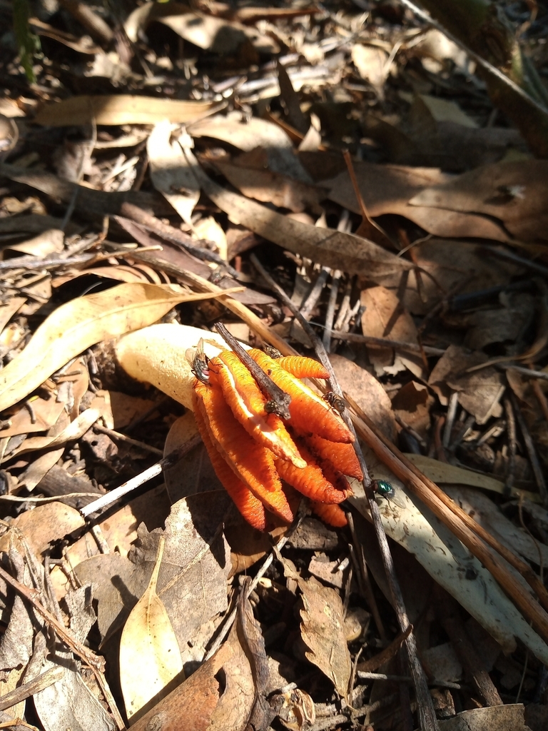 Lysurus cruciatus · February 2024 · photo: © fabricio_lionel (iNaturalist, cc-by)