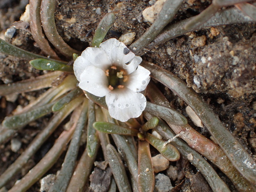 Calandrinia acaulis (Calandrinia acaulis)