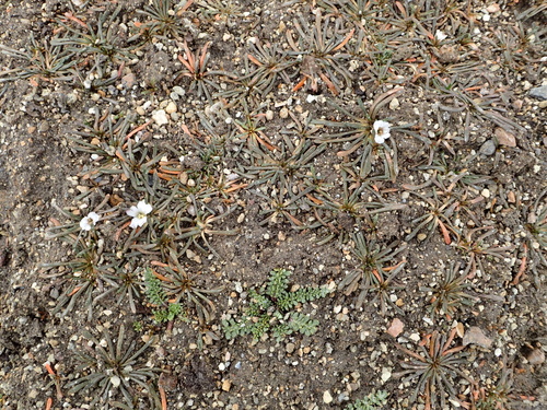 Calandrinia acaulis, photograph 5