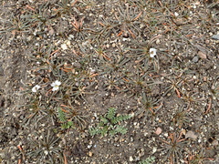 Calandrinia acaulis, photograph author not stated, no rights reserved
