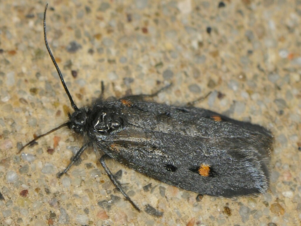 Ethmia lassenella