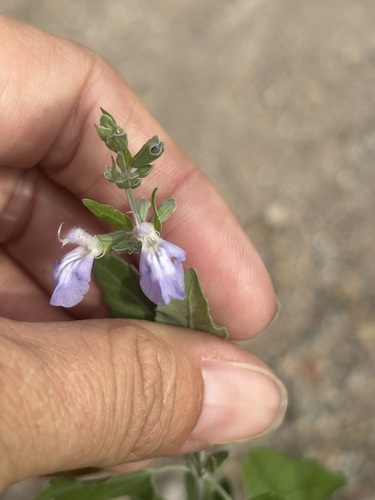 Image of Salvia similis by (c) Sula Vanderplank, some rights reserved (CC BY)