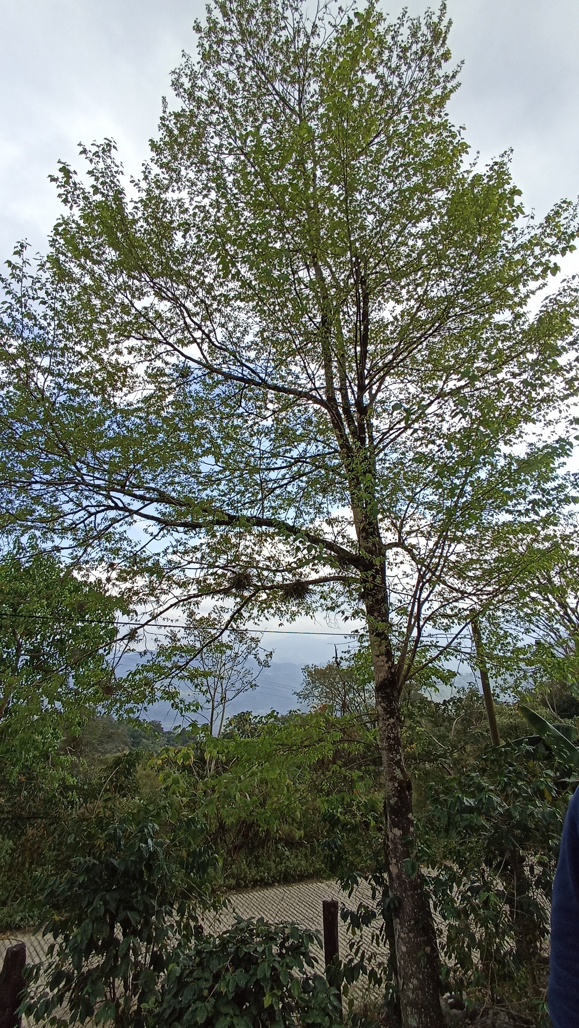 Imagem de Amora-do-mato
