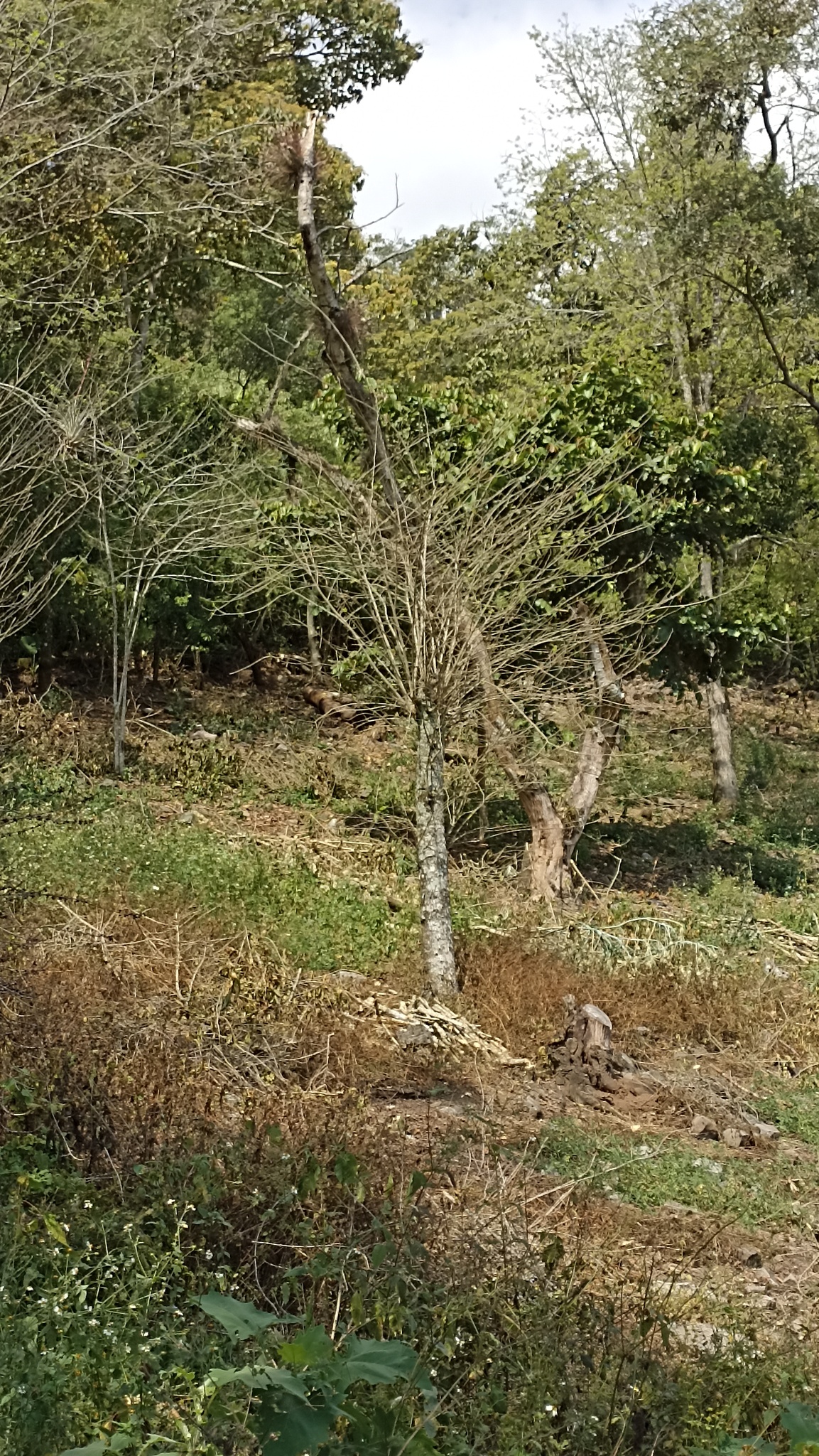 Imagem de Amora-do-mato