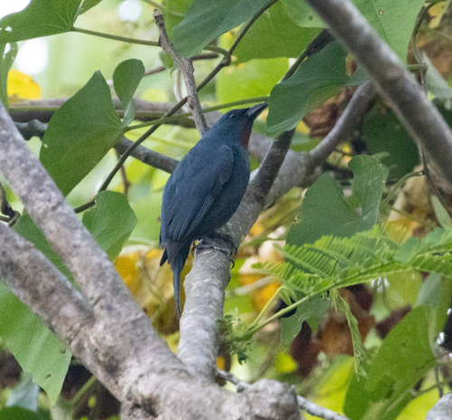 Orangequit (Euneornis campestris), photo 3