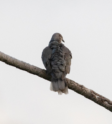 Ring-tailed Pigeon (Patagioenas caribaea), photo 4