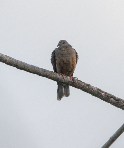 Ring-tailed Pigeon (Patagioenas caribaea), photo 10