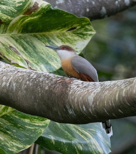 Jamaican Lizard Cuckoo (Coccyzus vetula), photo 5