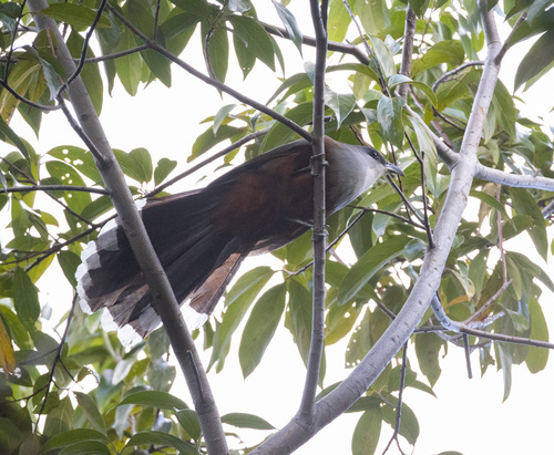 Chestnut-bellied Cuckoo (Coccyzus pluvialis), photo 5