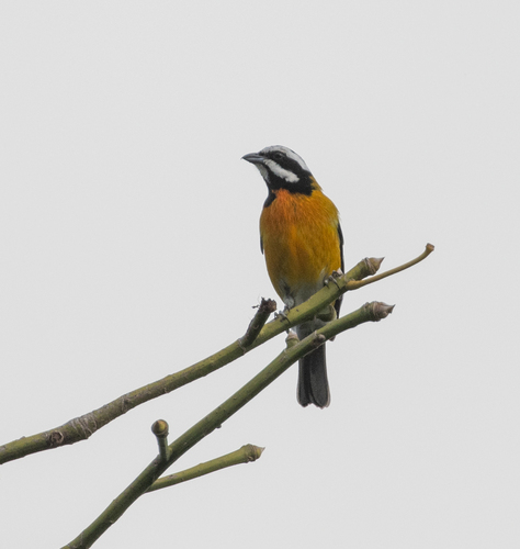 Jamaican Spindalis (Spindalis nigricephala), photo 2