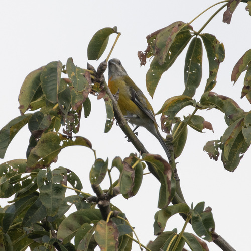 Jamaican Spindalis (Spindalis nigricephala), photo 3