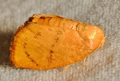 Heterogenea shurtleffi