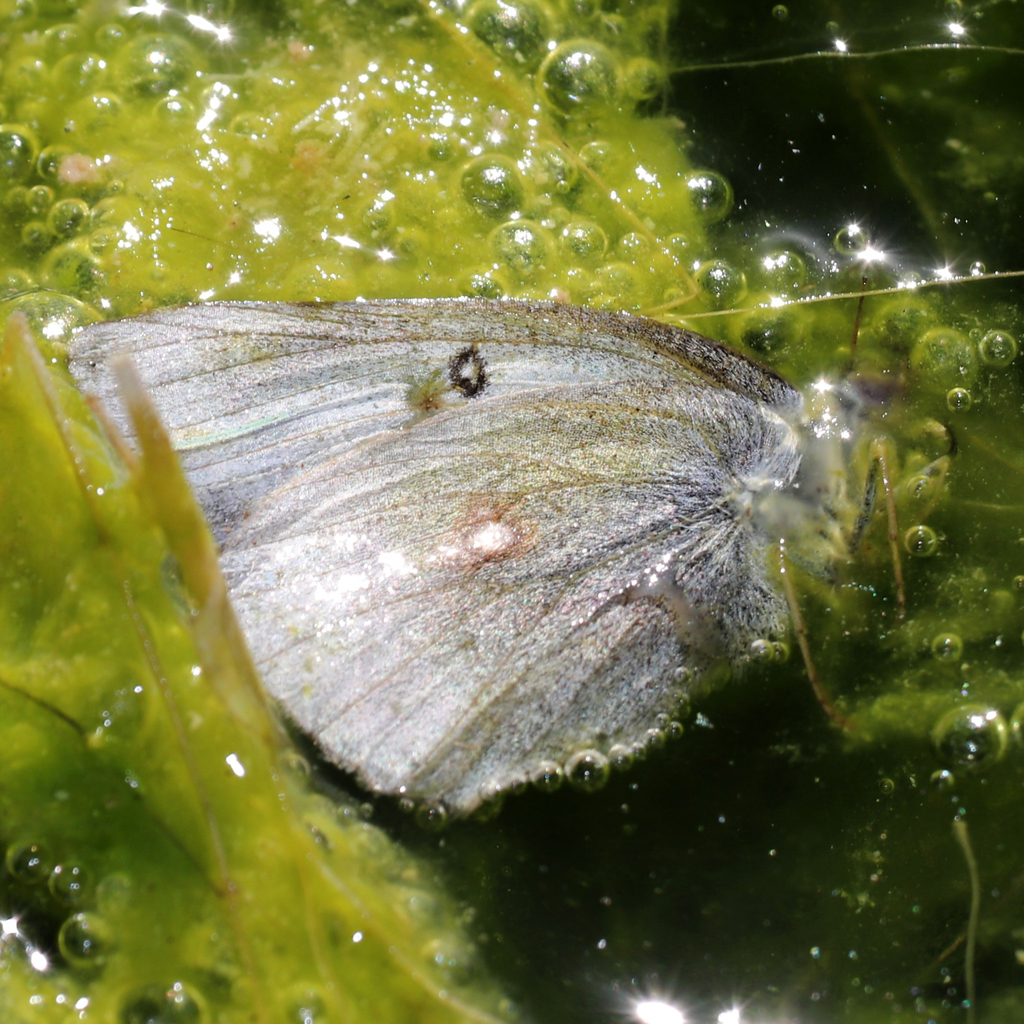 Orange Sulphur from Mallet Ranch, Cochran County, TX, USA on February ...