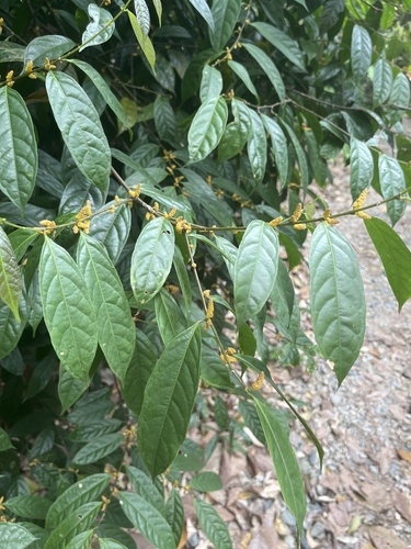 Aporosa frutescens observed 2024-02-26