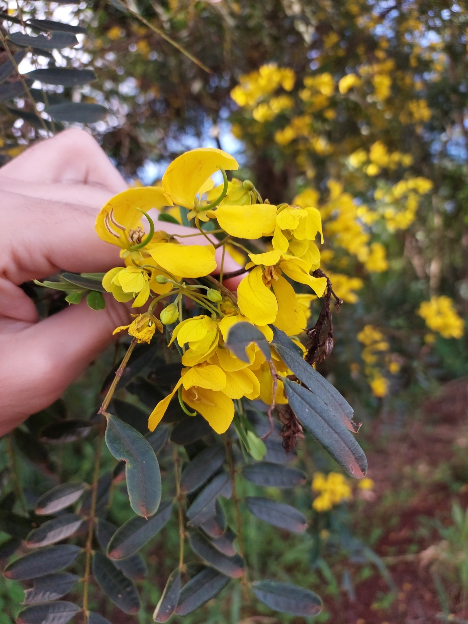 Senna multijuga