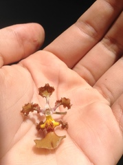 Trichocentrum natalieae