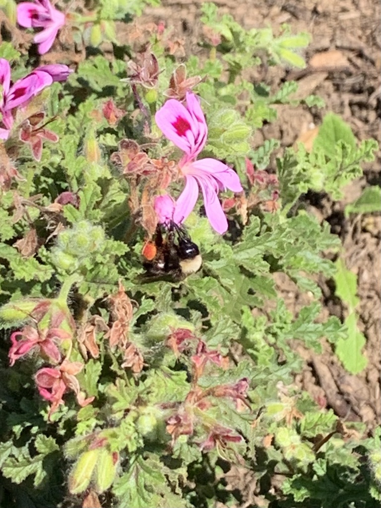 California bumble bee from grant park ventura ca us on february 25