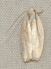 Antaeotricha albulella
