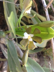 Encyclia suaveolens