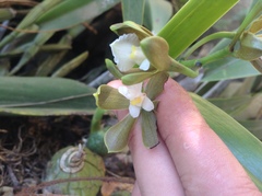 Encyclia suaveolens