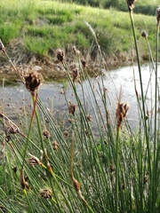 Schoenus nigricans