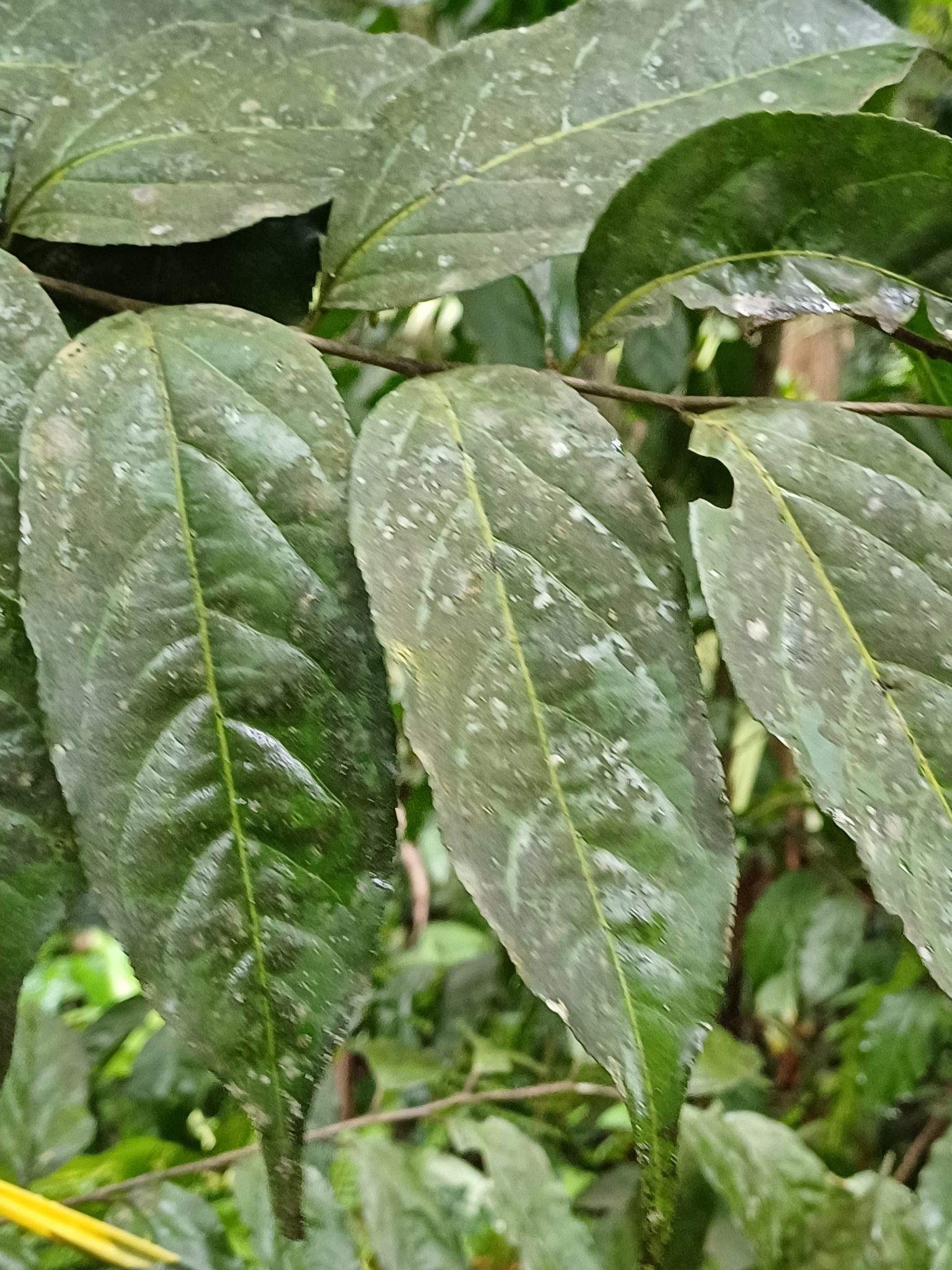 Imagem de Guaçatonga