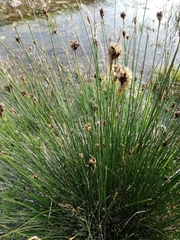 Schoenus nigricans