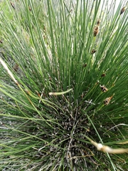 Schoenus nigricans
