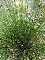 Schoenus nigricans