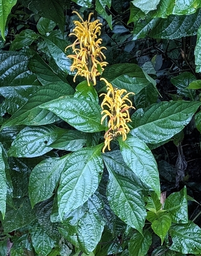Foto de Chuva-de-ouro