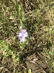 Phacelia hirsuta