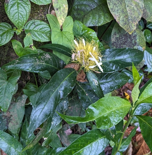 Justicia croceochlamys, photograph 6