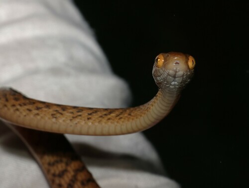 Brown Tree Snake sighting