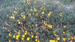 Lampranthus explanatus