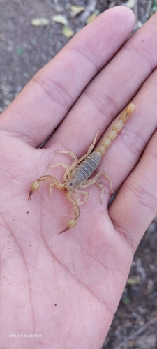 Chihuahuanus glabrimanus