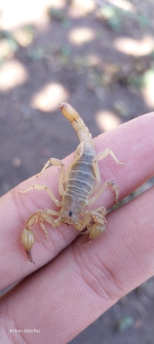 Chihuahuanus glabrimanus