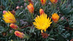 Lampranthus explanatus