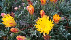 Lampranthus explanatus