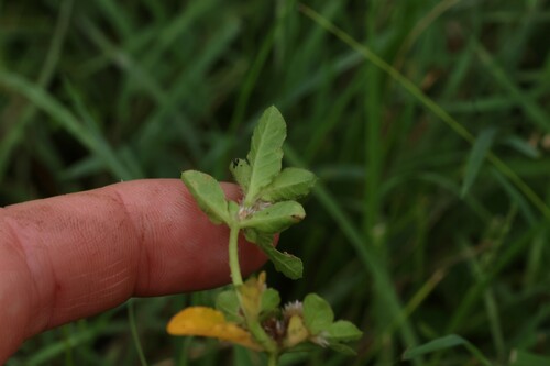 Image of Alternanthera nana by (c) Greg Tasney, some rights reserved (CC BY-SA)