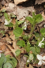 Viola striata