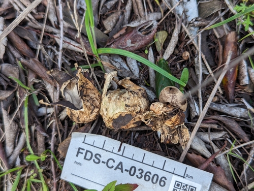 Geastrum (Photo 3 of 3)