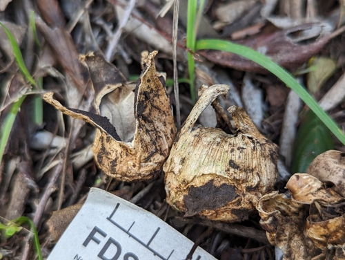 Geastrum