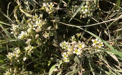 Cochlearia anglica