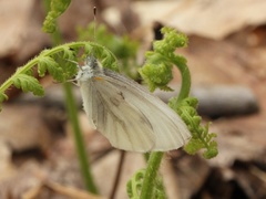 Pieris virginiensis