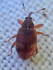 Anthonomus pedicularius