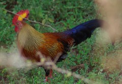 Gallus lafayettii