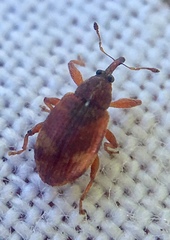 Anthonomus pedicularius