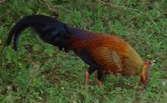 Gallus lafayettii