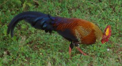 Gallus lafayettii